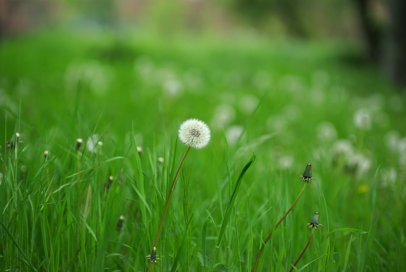 Green3