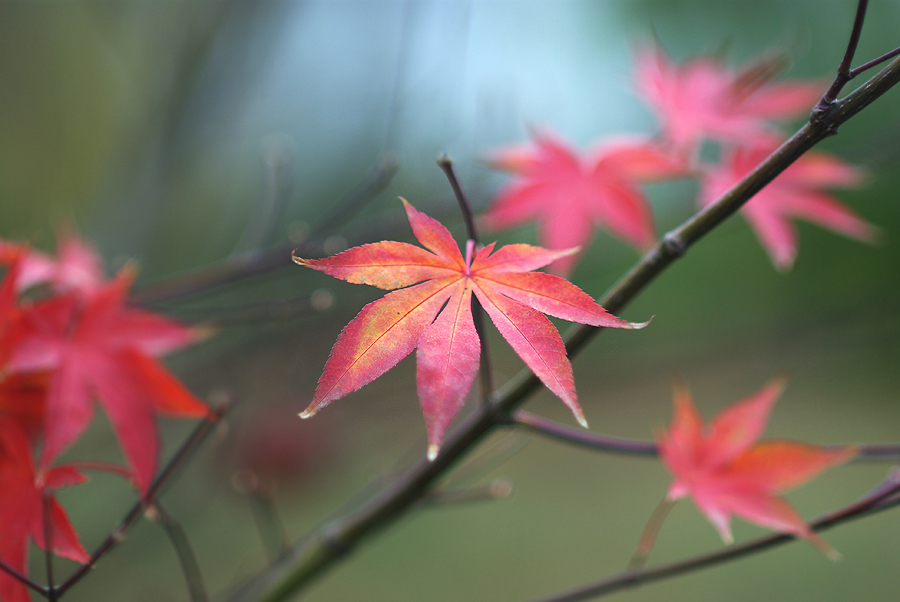 Autumn Autumn