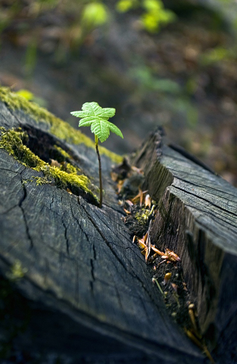 LIFE-AND-DEATH 